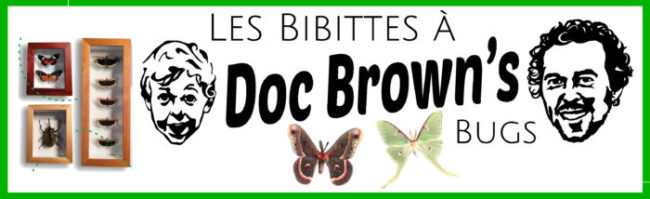 Doc Brown's Bugs